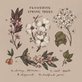 Jessica Roux: Flowering Spring Trees